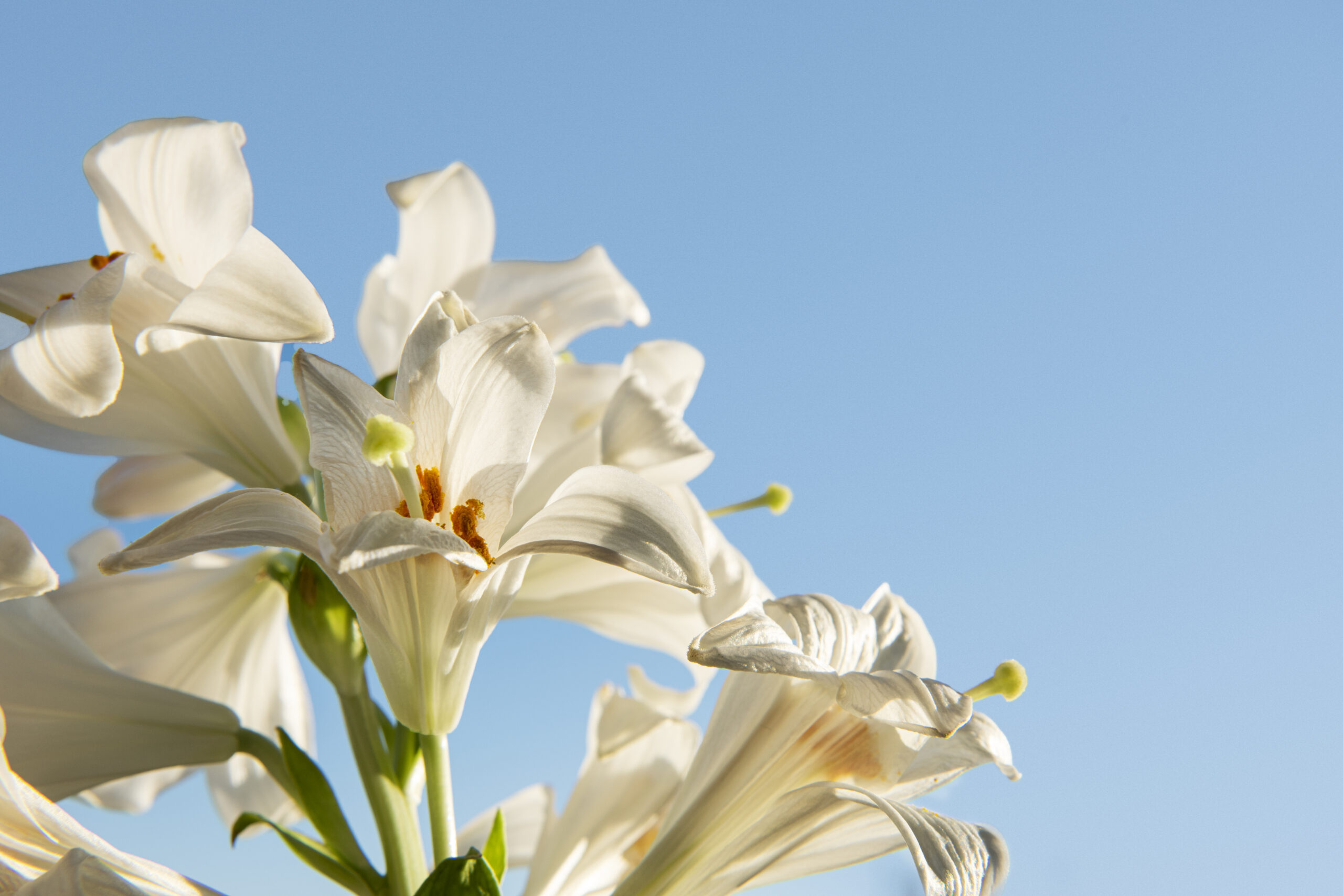 white flowers with blue background low angle scaled Quà tết 2024